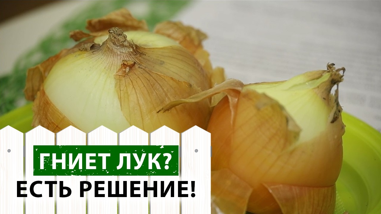 Из-за этой болезни ваш лук гниет! Как сохранить лук до нового урожая?