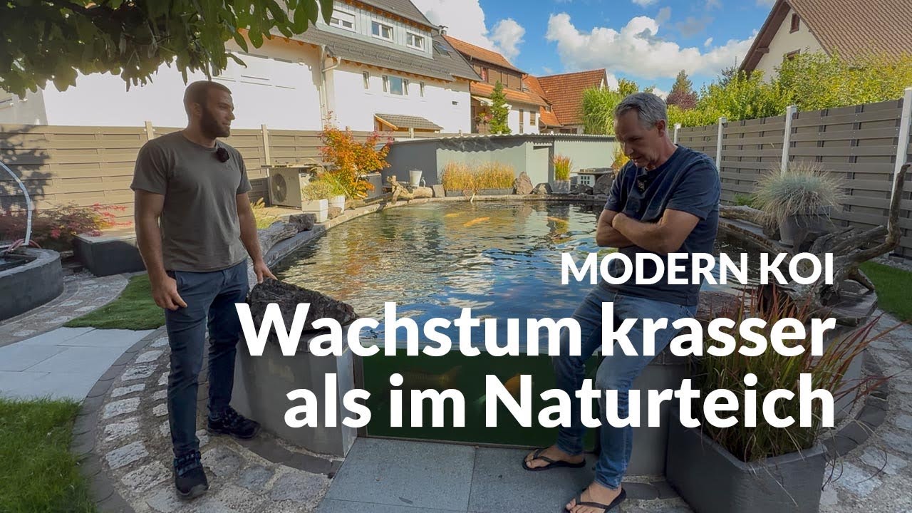 Alis gigantische Nisai Aufzucht | Modern Koi Blog #7919