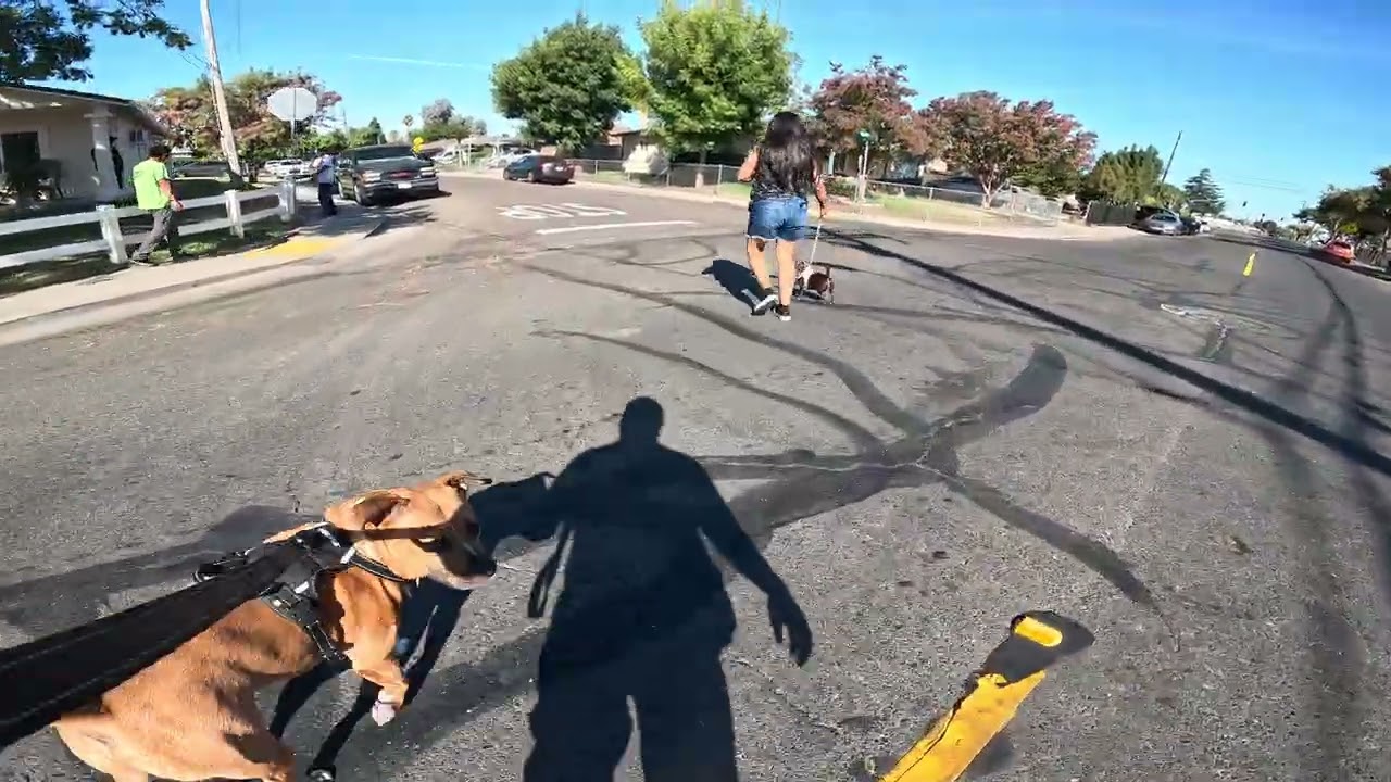 Walking My Pitbull 294