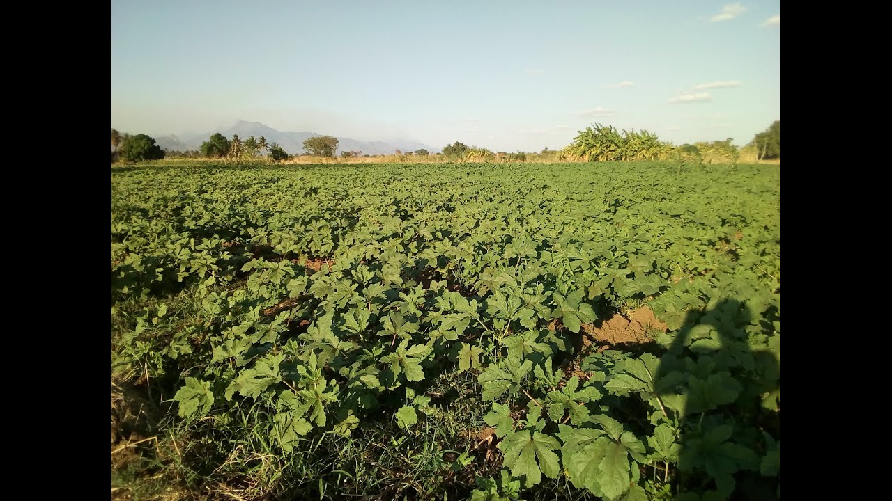Kilimo, JIFUNZE JUU YA KILIMO MAGONJWA NA WADUDU