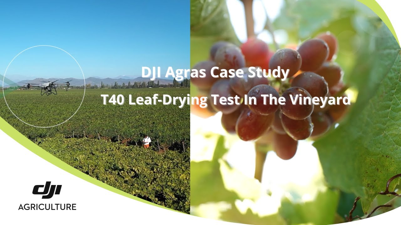 Use T40 to Dry Grape Leaves | DJI Agras Case Study
