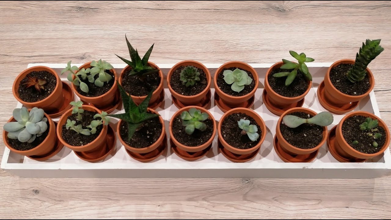 Meine kleinen Lieblinge brauchen Aufmerksamkeit - Sukkulenten umtopfen