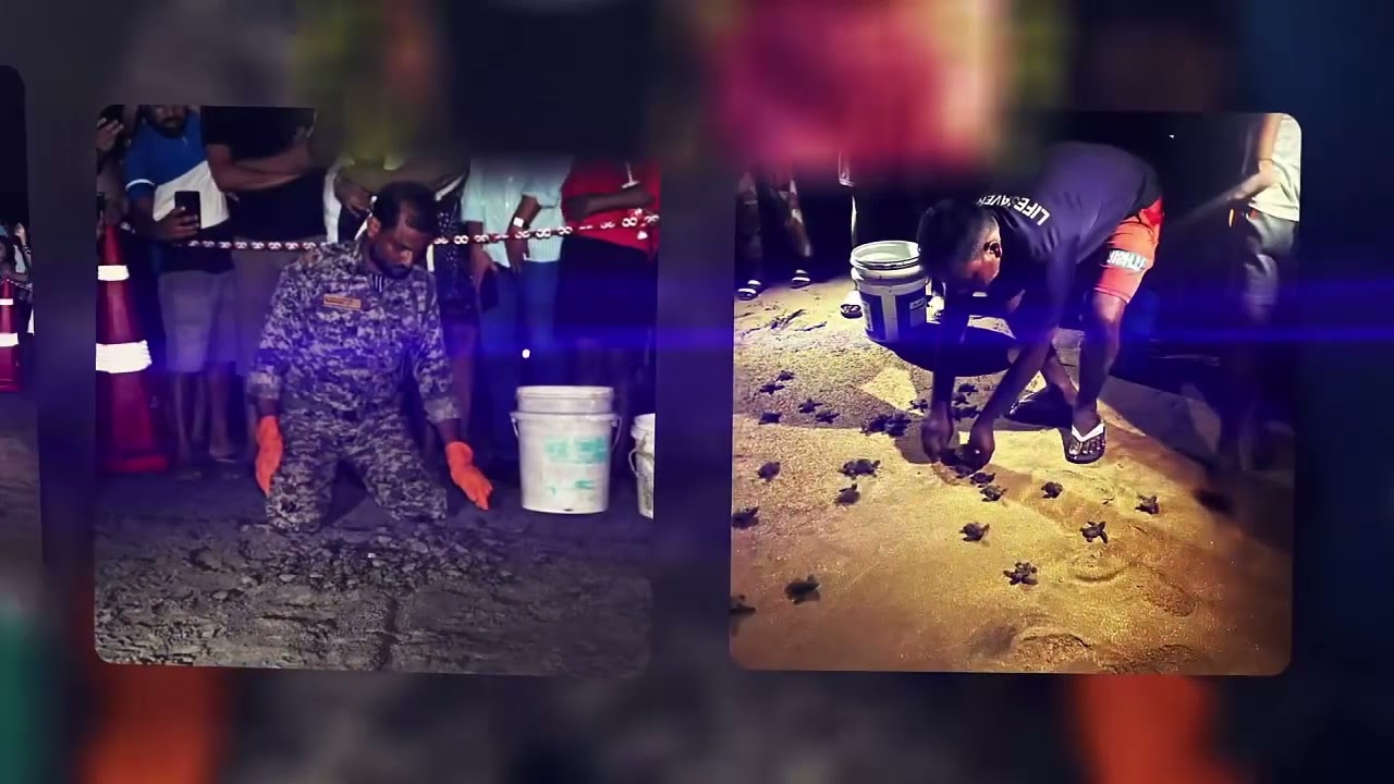 Goa Forest Department's Olive Ridley Turtle Protection Initiative