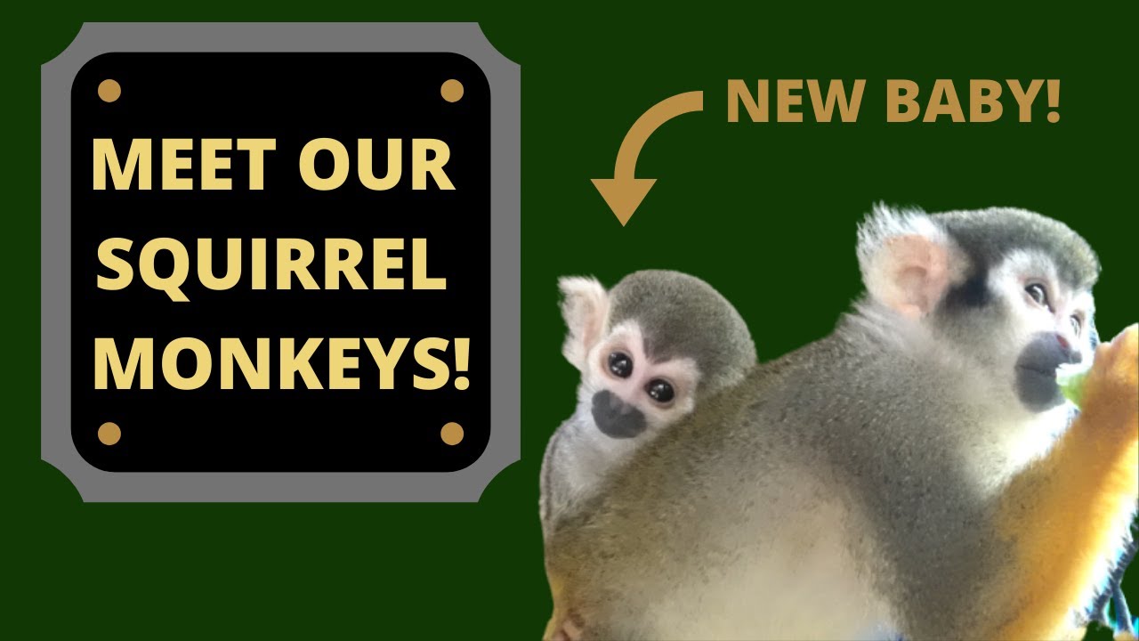 Meet our Squirrel Monkeys, and their NEW BABY MONKEY!