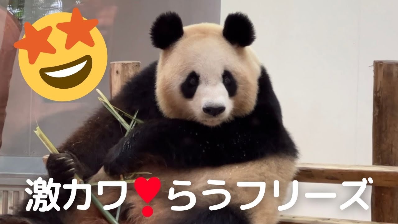 【お母さん かわいすぎ❣️】アゴのせスタイル らうフリーズ😍パンダ界の美魔女 良浜🐼