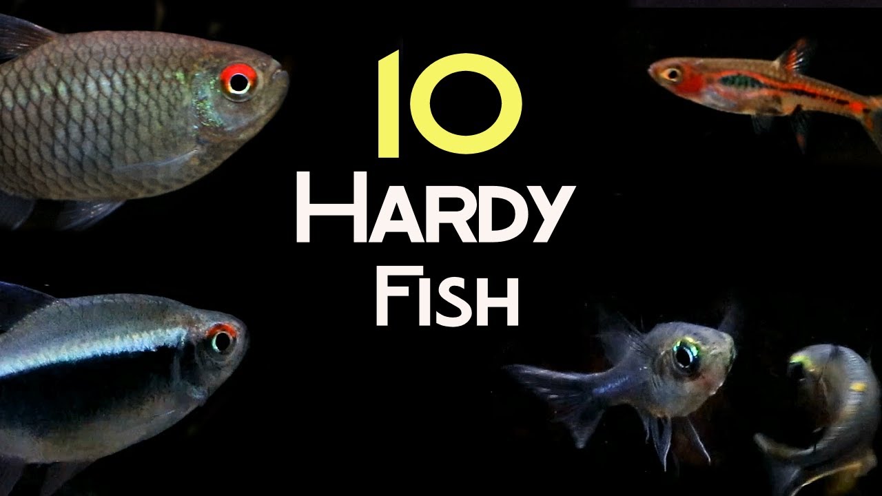10 Hardy Fish Species for Your Tank.