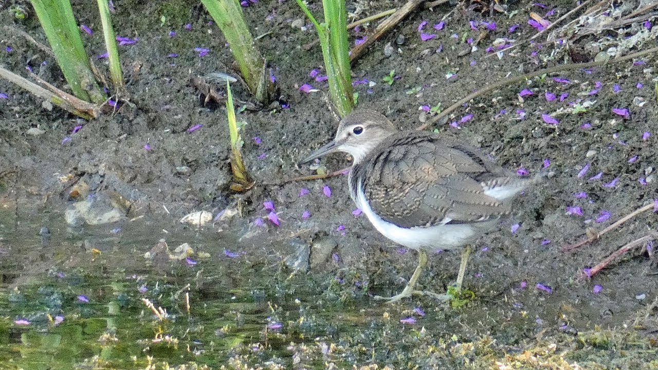 Common Sandpiper