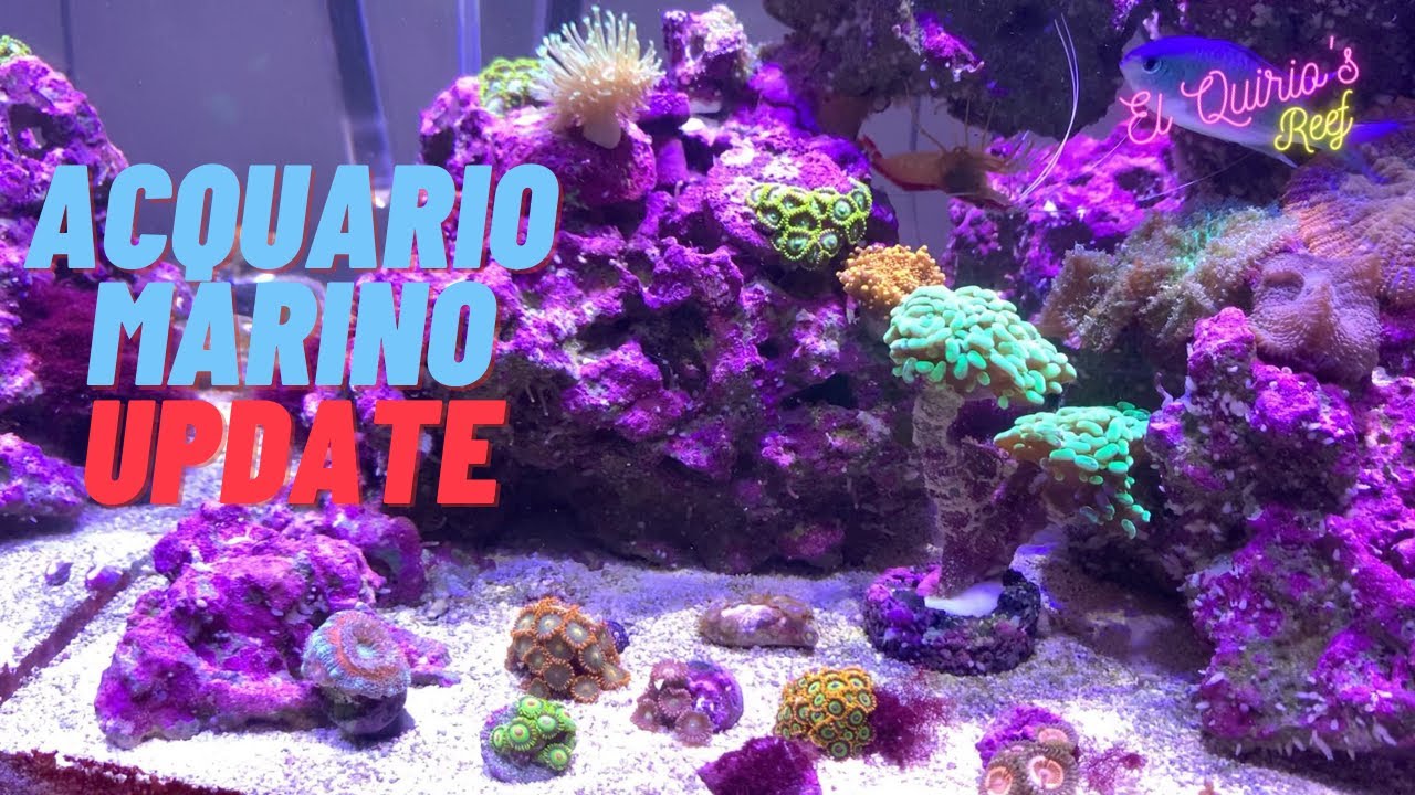 #27 Raffreddare la vasca & nuovi pesci/coralli - Update - Il mio acquario marino