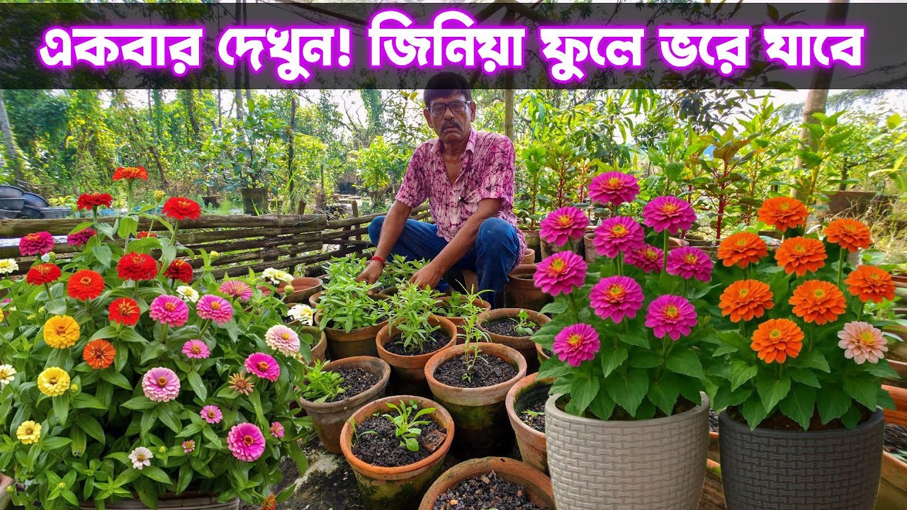 শীতের ফুল জিনিয়া গাছ ঝাঁকড়া করবেন কিভাবে