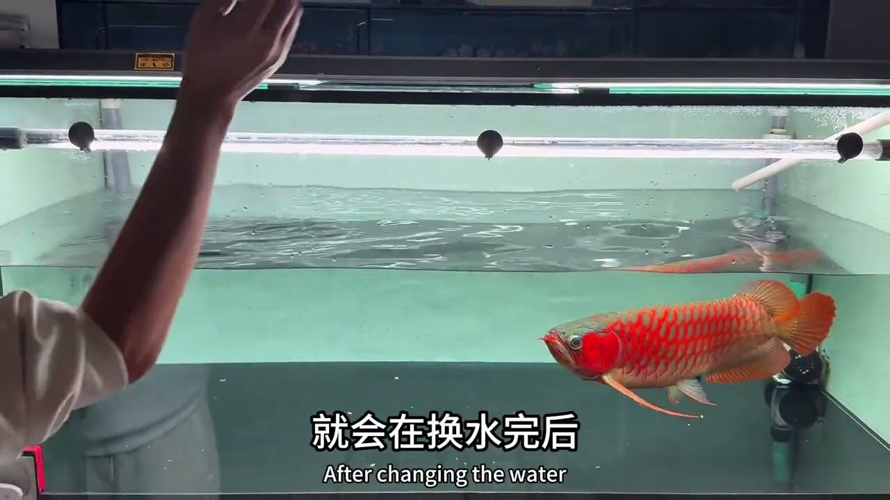 从0养龙鱼七十七集（喂食前换水，还是喂食后换水？视频最后有彩蛋）。