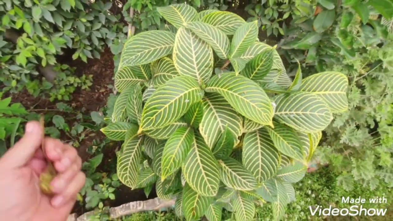 ازرع شجرة البيزيا واستمتع بظلها وعطرها 🌾 جنتي حديقتي🌾