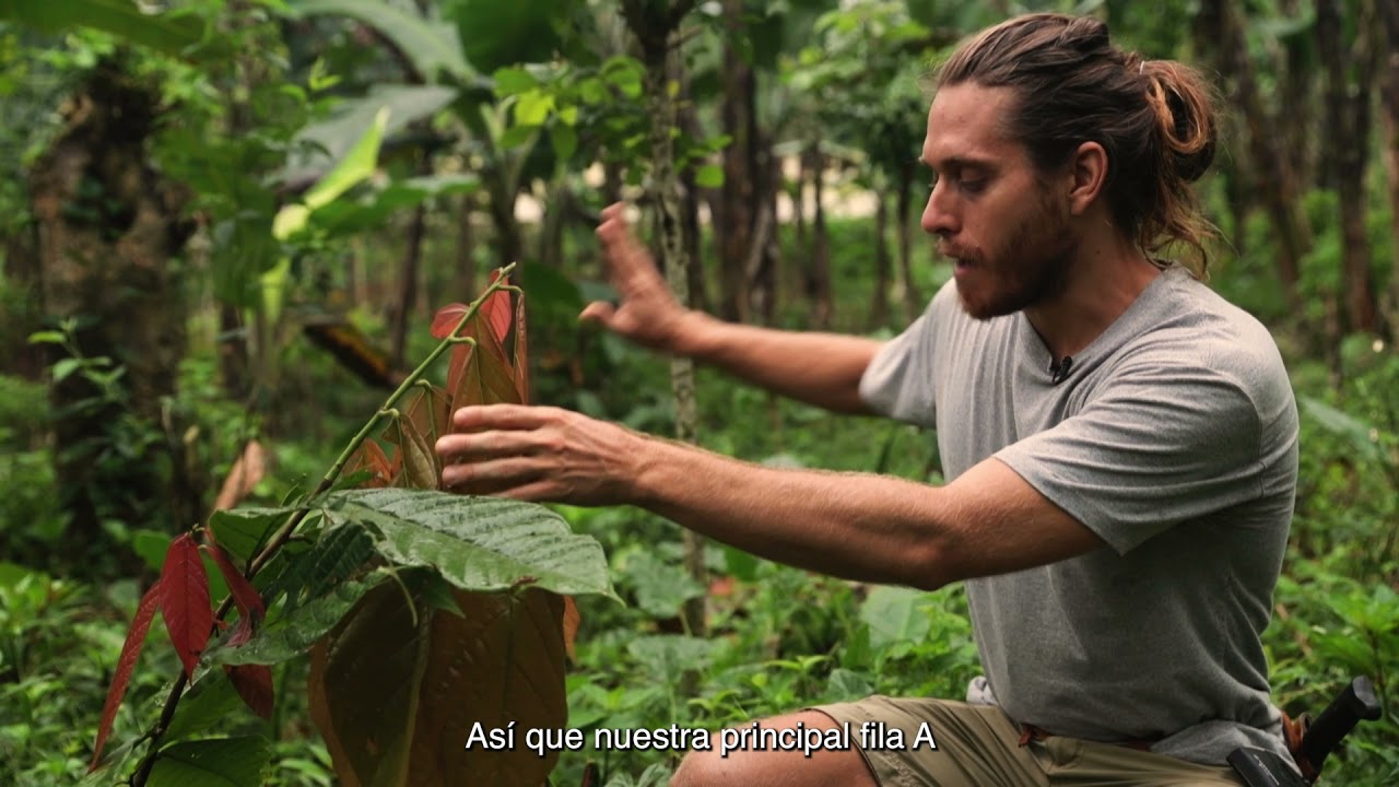 Syntropic Agriculture: Cacao, Costa Rica, Case Study