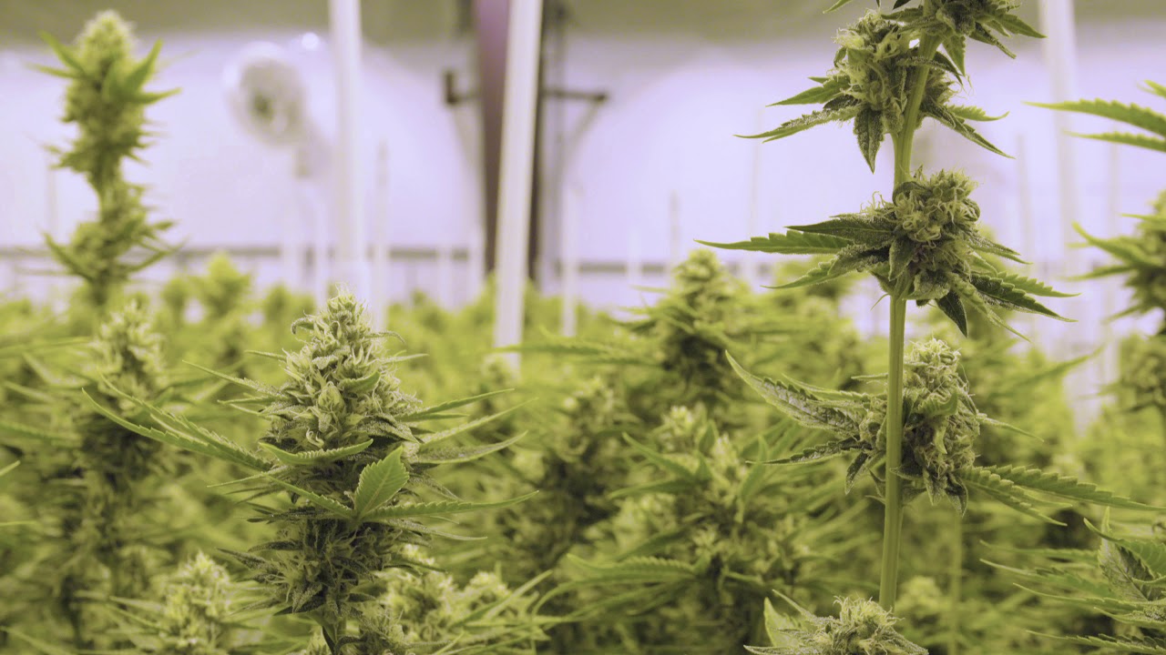 flowering hemp stalk indoor grow room
