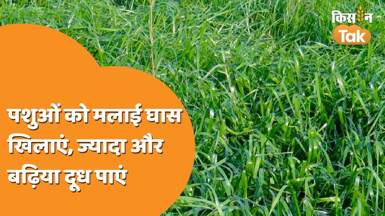 Malai Ghaas: पशुओं को खिलाएं ये घास, 20-25 प्रतिशत बढ़ जाएगा दूध उत्पादन  | Kisan Tak