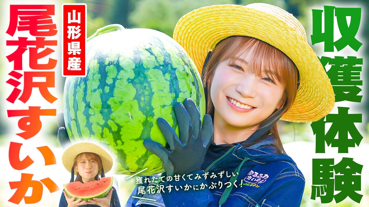 秋元真夏が山形県へ！夏すいか日本一の「尾花沢すいか」を収穫！！