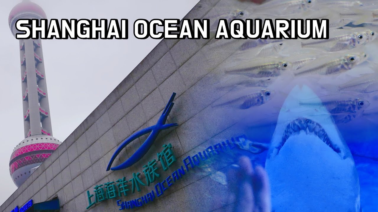 (중국V-log)Shanghai Ocean Aquarium