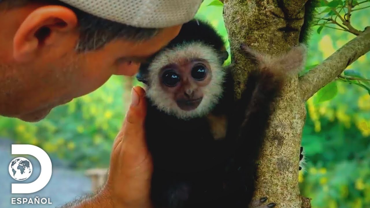 La historia del bebé gibón: del rescate a la rehabilitación | Wild Frank  | Discovery en Español