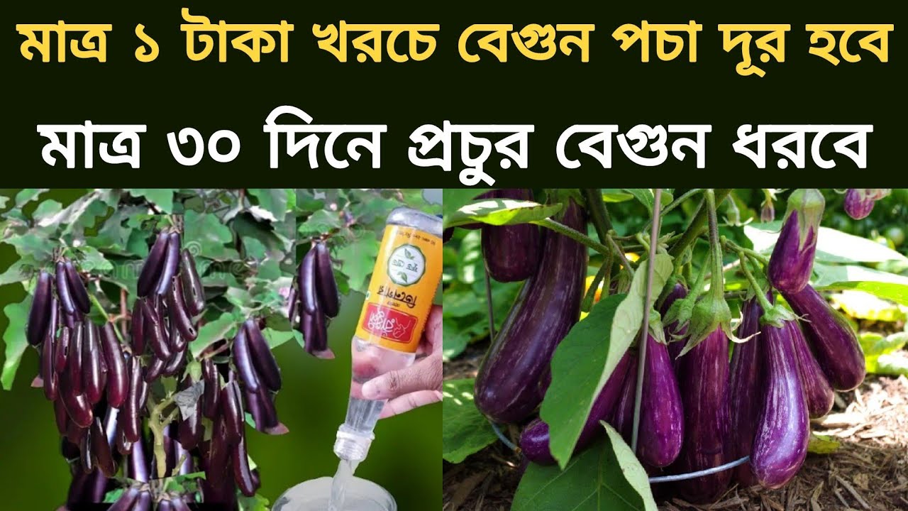 ঘরোয়া সার এবং কীটনাশক দিয়ে বেগুন পচা দূর করতে এবং অল্প খরচে বেগুন গাছে প্রচুর বেগুন পেতে কি করবেন
