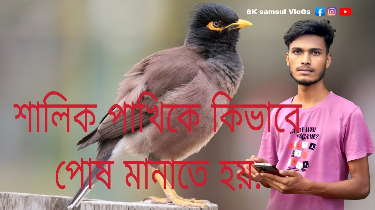 শালিক পাখিকে কিভাবে পোষ মানাতে হয়.