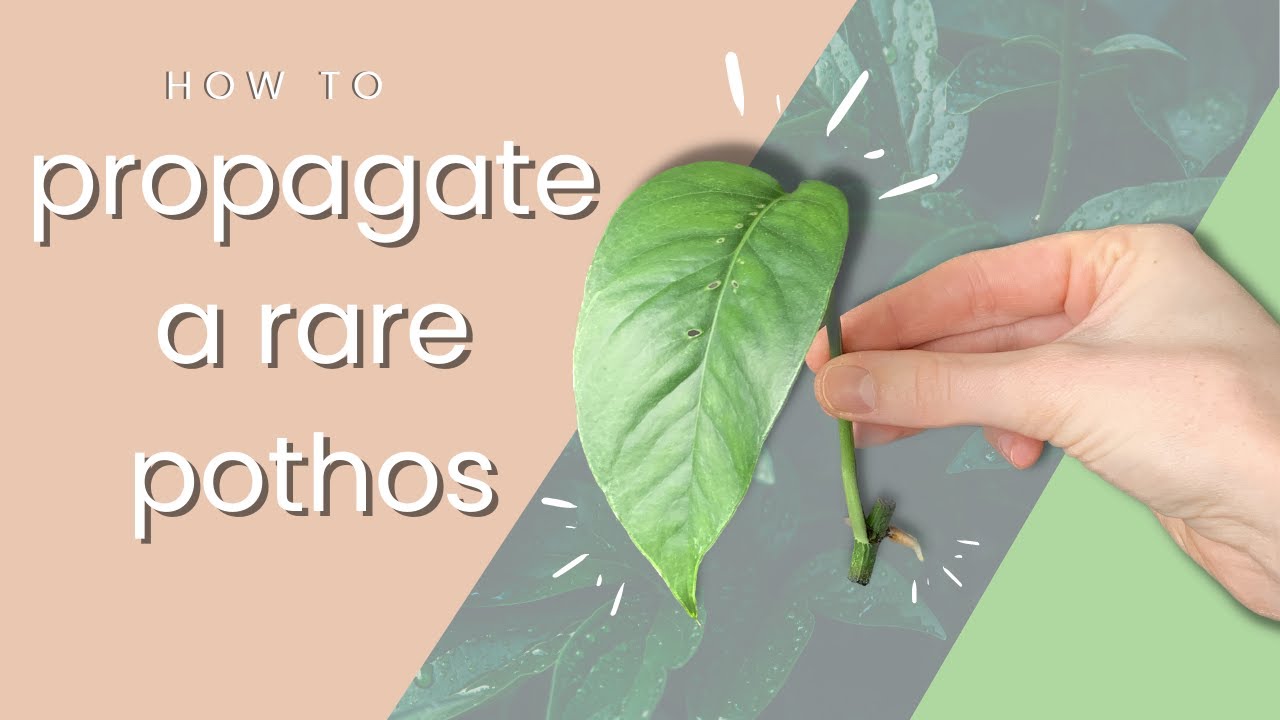 How to Propagate a Rare Pothos Plant - Epipremnum pinnatum albo