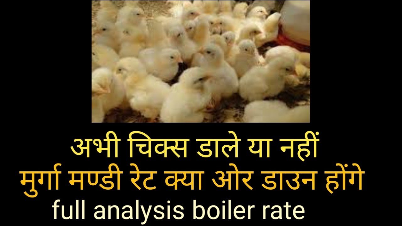 मुर्गा मण्डी रेट full analysis अभी चिक्स डाले या नहीं क्या ओर रेट डाउन होंगे या नहीं क्या करे 