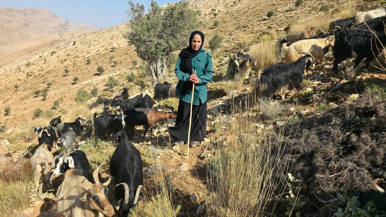 🐐Кочевая жизнь в нетронутой природе Ирана: девушка-кочевница пасет овец в горах🏞