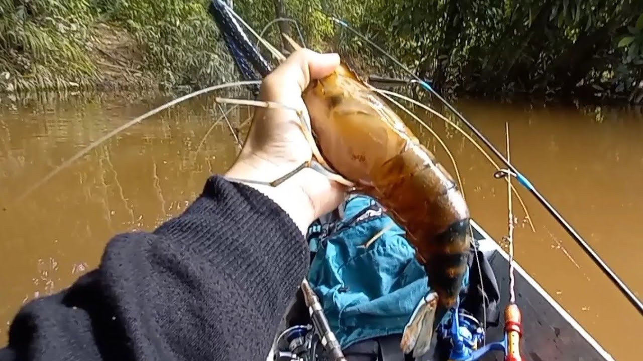 sensasi tarikan monster udang galah,,, || mancing udang galah