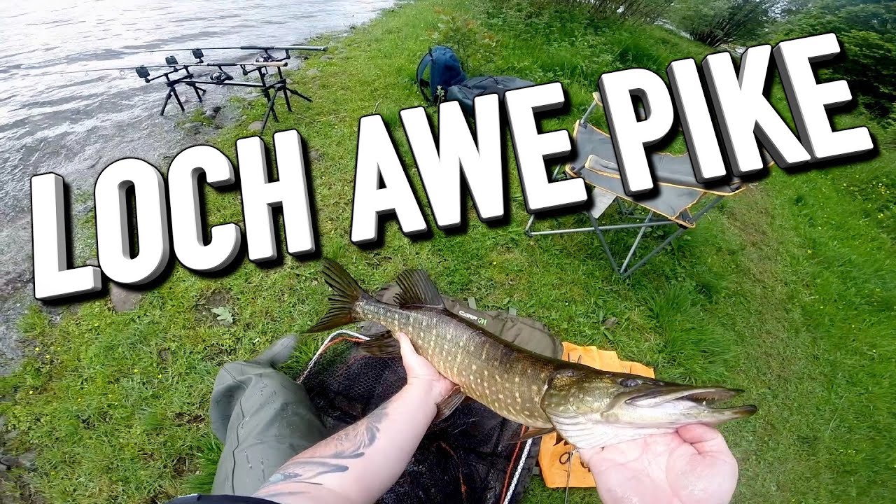 Dead Baiting For Pike: Loch Awe, I'd Go Here!