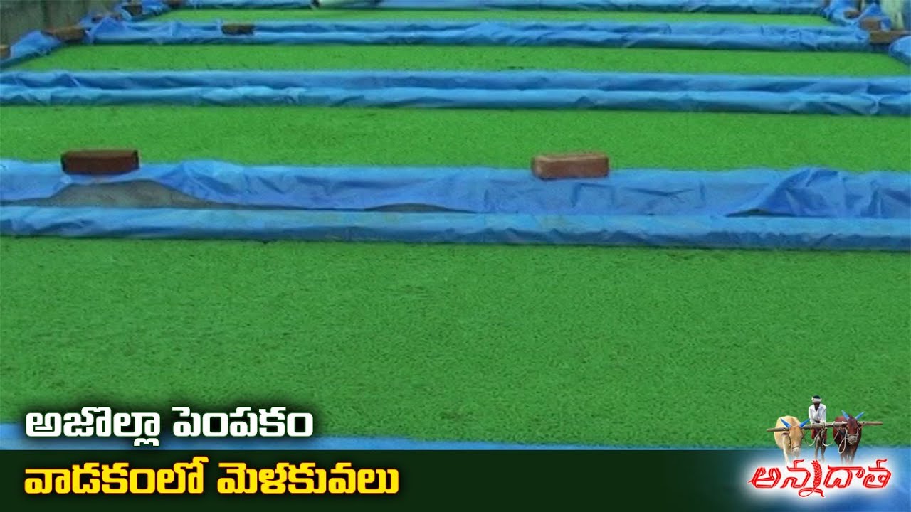 Azolla as Animal Feed & Bio-Fertiliser Paddy | అజొల్లా పెంపకం