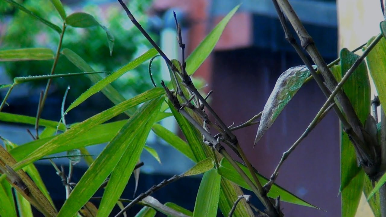 Drift Away with Soft Rain 🌧️ White Noise for Deep Sleep | No Ads