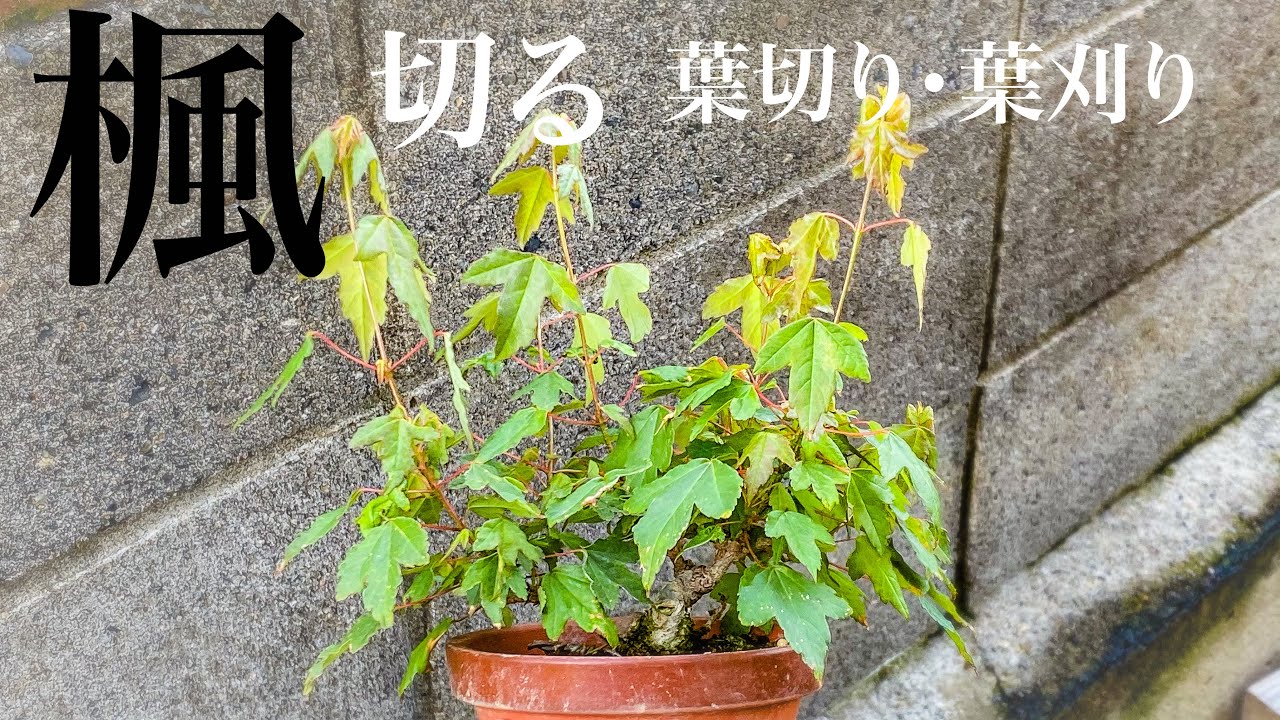 ミニ楓盆栽の剪定と片葉刈りと葉切りやっといた
