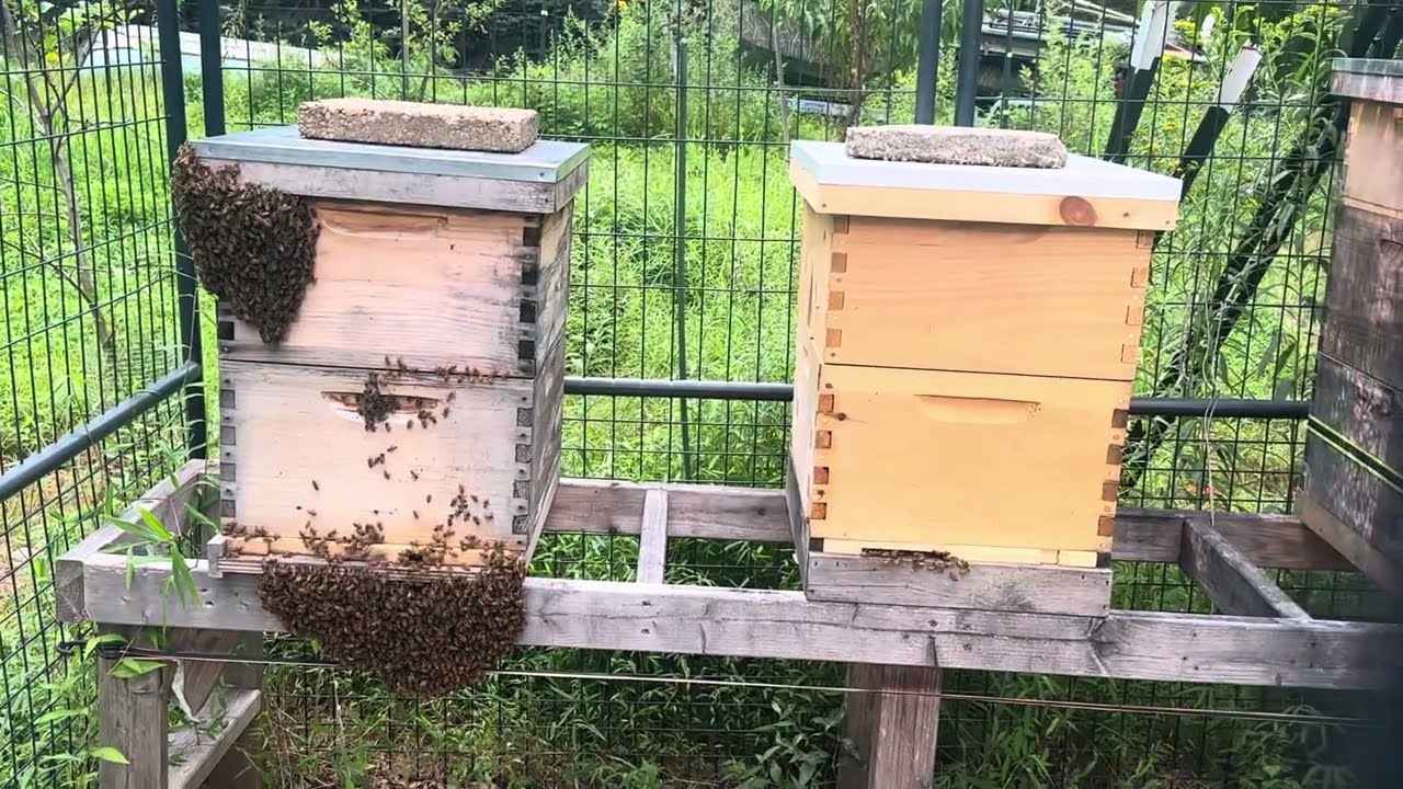 Solid or Screen bottom board for your hive in summer?