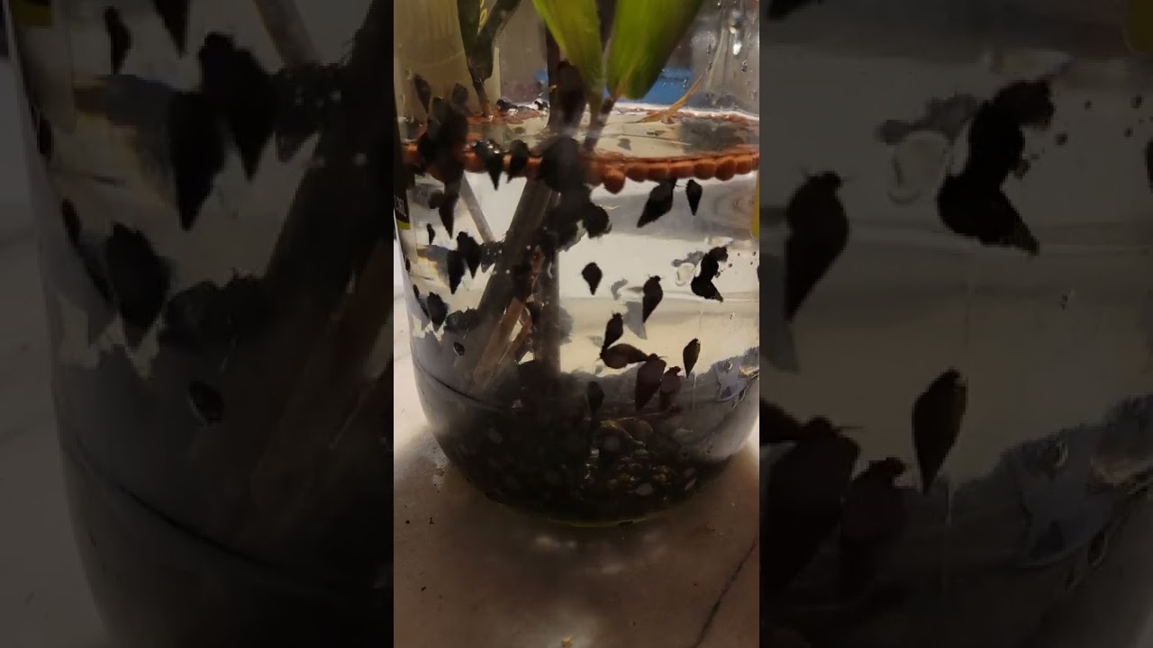 Water Snails Time-lapse