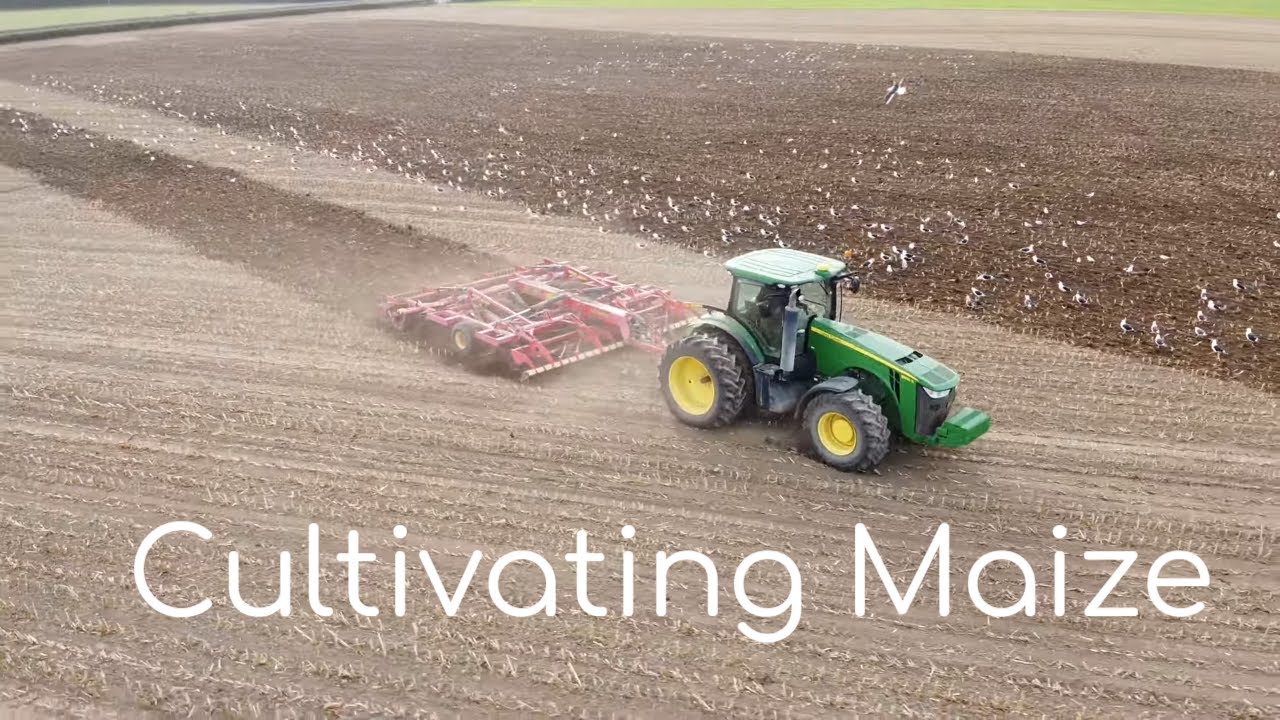 Cultivating Corn Stubble with a Vaderstad Topdown and a John Deere tractor (4K)