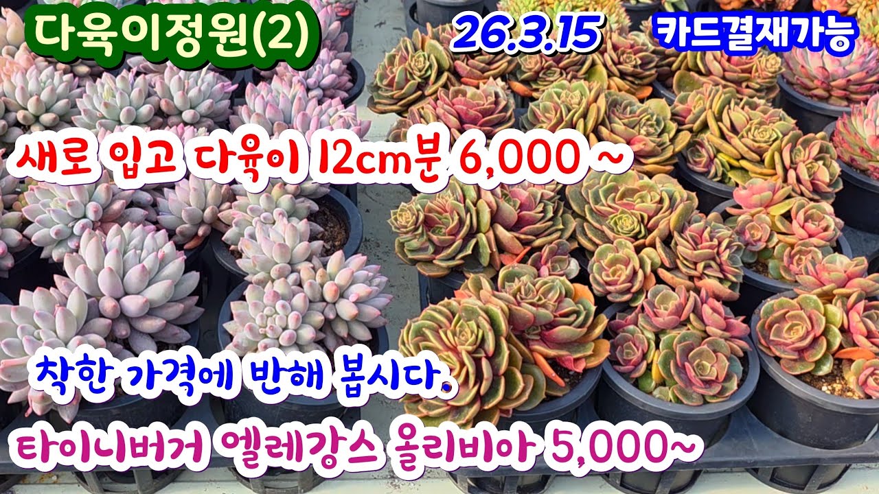 다육이정원(2) 12cm분에 통실한 다육이들 6,000 ~ 기가막히게 착하고 예뻐요.  얼릉 보세요