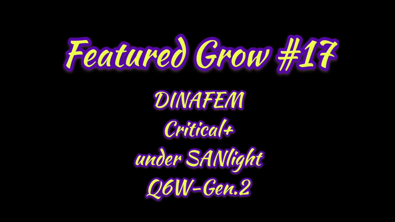 FEATURED GROW #17: Part 1: Beginning of flowering: Critical+ under SANlight Q6W-Gen.2 LED-lamps