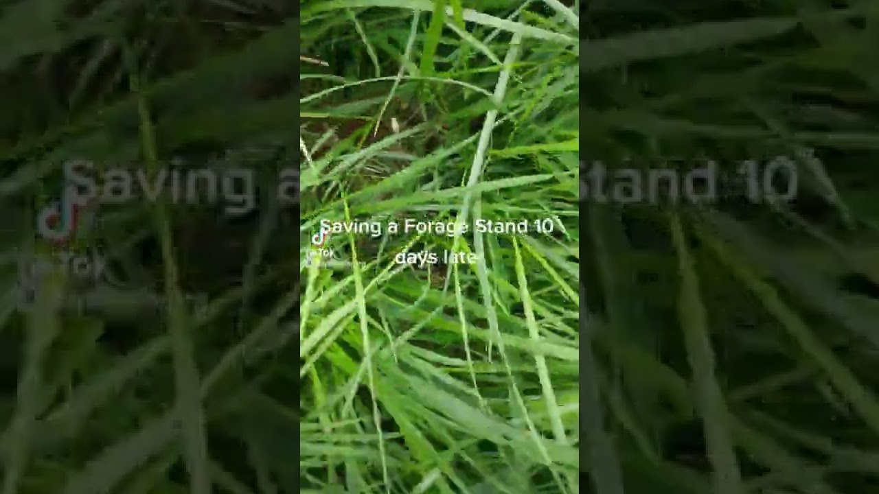 Direct seeding grass into grass part 2