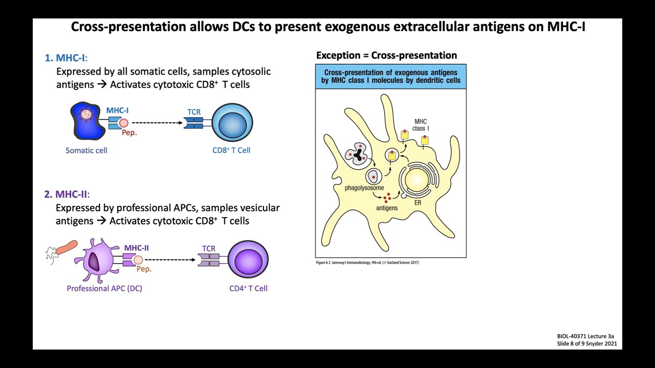 Lecture 3a: Antigen Processing