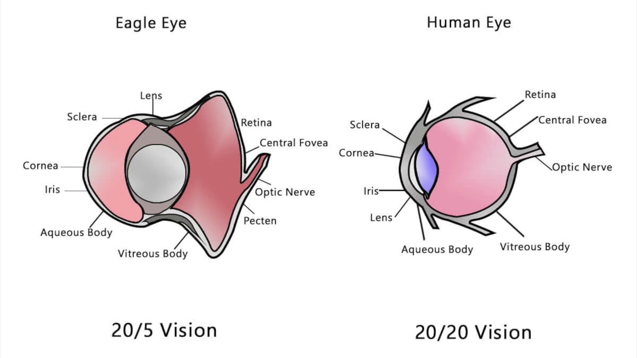 Ultra Eagle Eye 20/5 Vision - (Subliminal + Binaural)