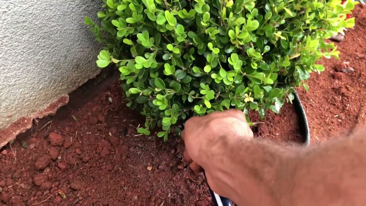 COMO PLANTAR LINDO BUXINHOS - PASSO A PASSO