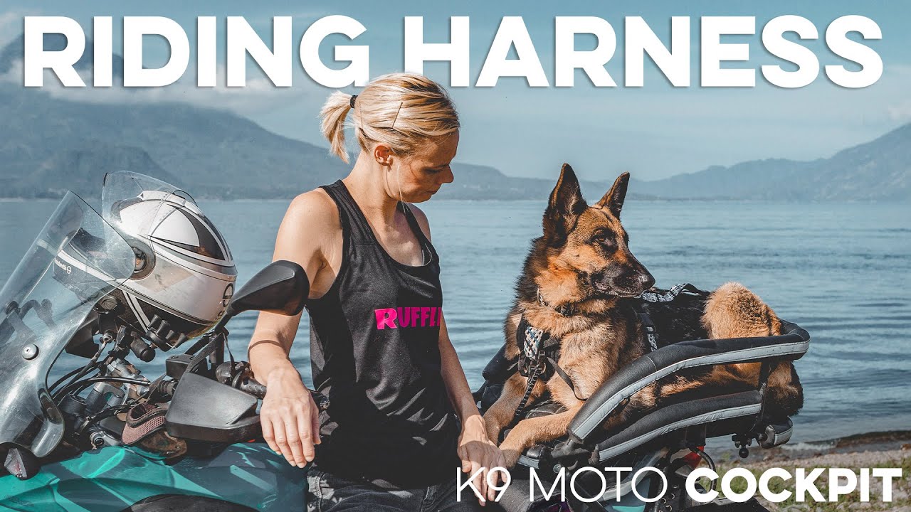Strap your dog safely into their motorcycle dog carrier! K9 MOTO HARNESS