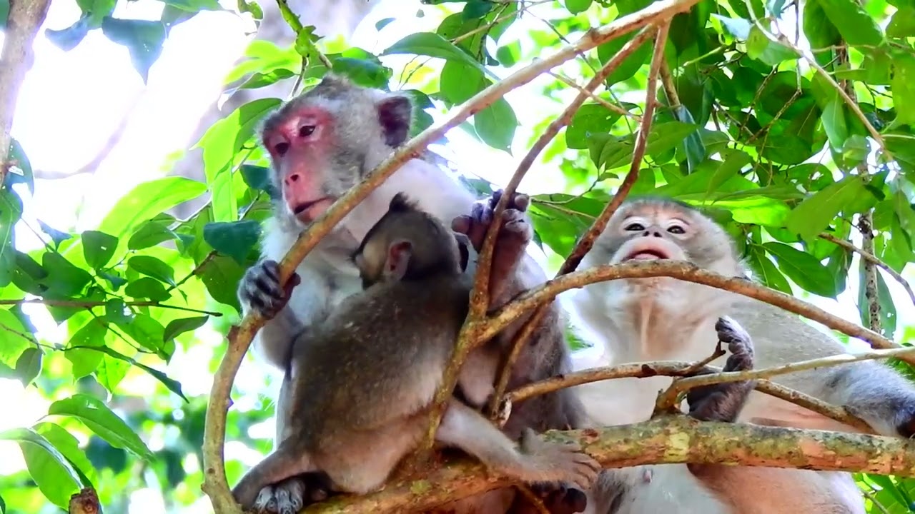 Monkey Jane Jane monkey with a friend, Jane is not take care  baby Update 8-11-2023