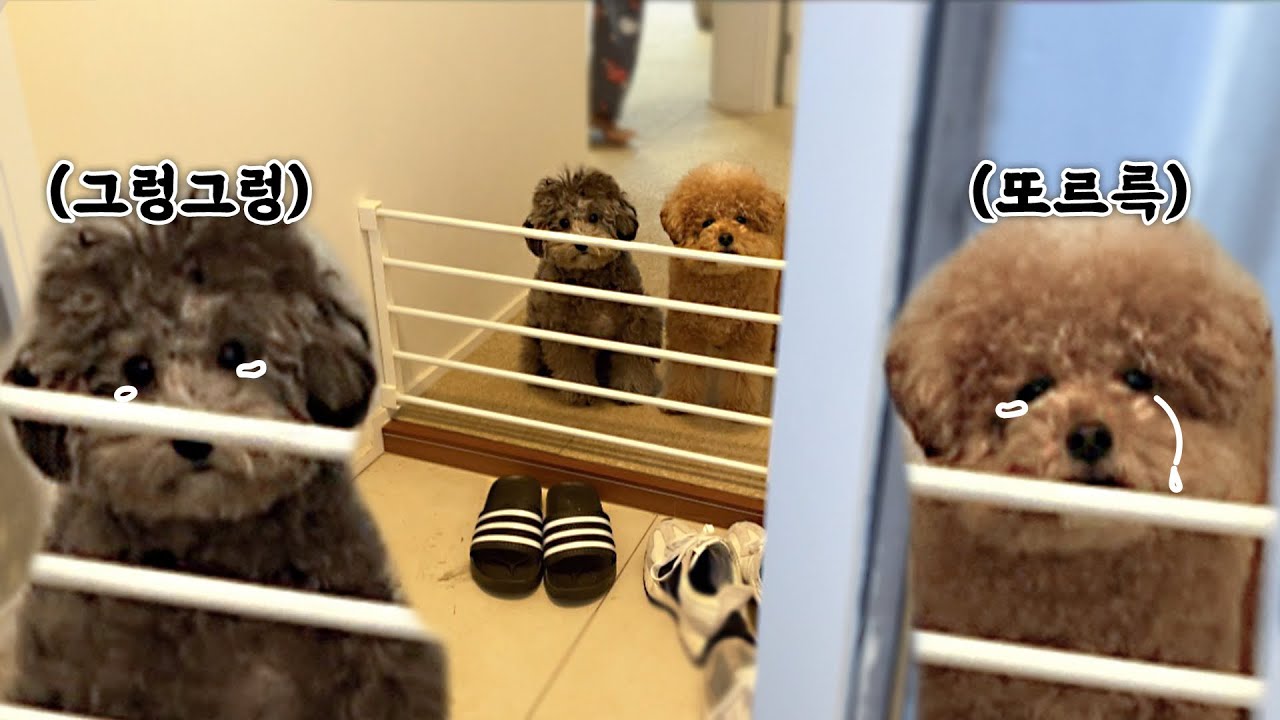 (눈물주의) 강아지 몰래 외출하고 온 날