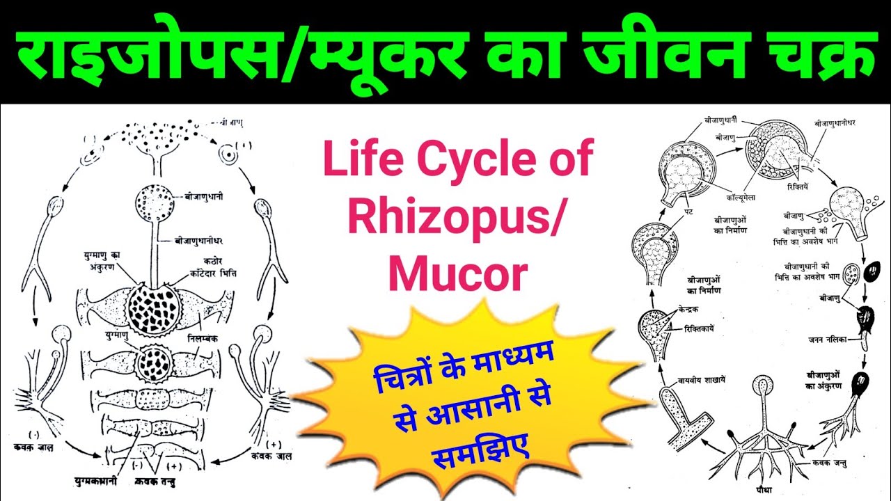 life cycle of rhizopus | rhizopus bsc 1st year | mucor fungi life cycle | rhizopus/mucor diagram