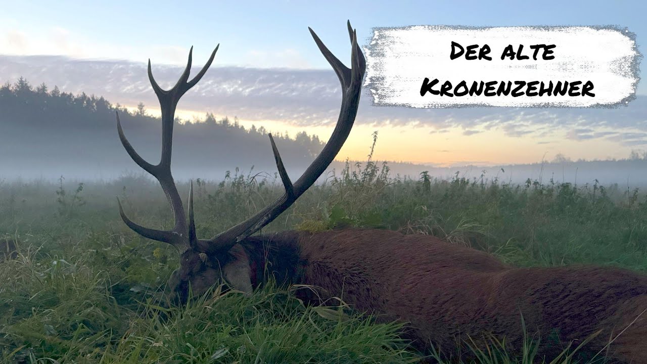 Hirschbrunft in Masuren - alter Kronenzehner im Nebel