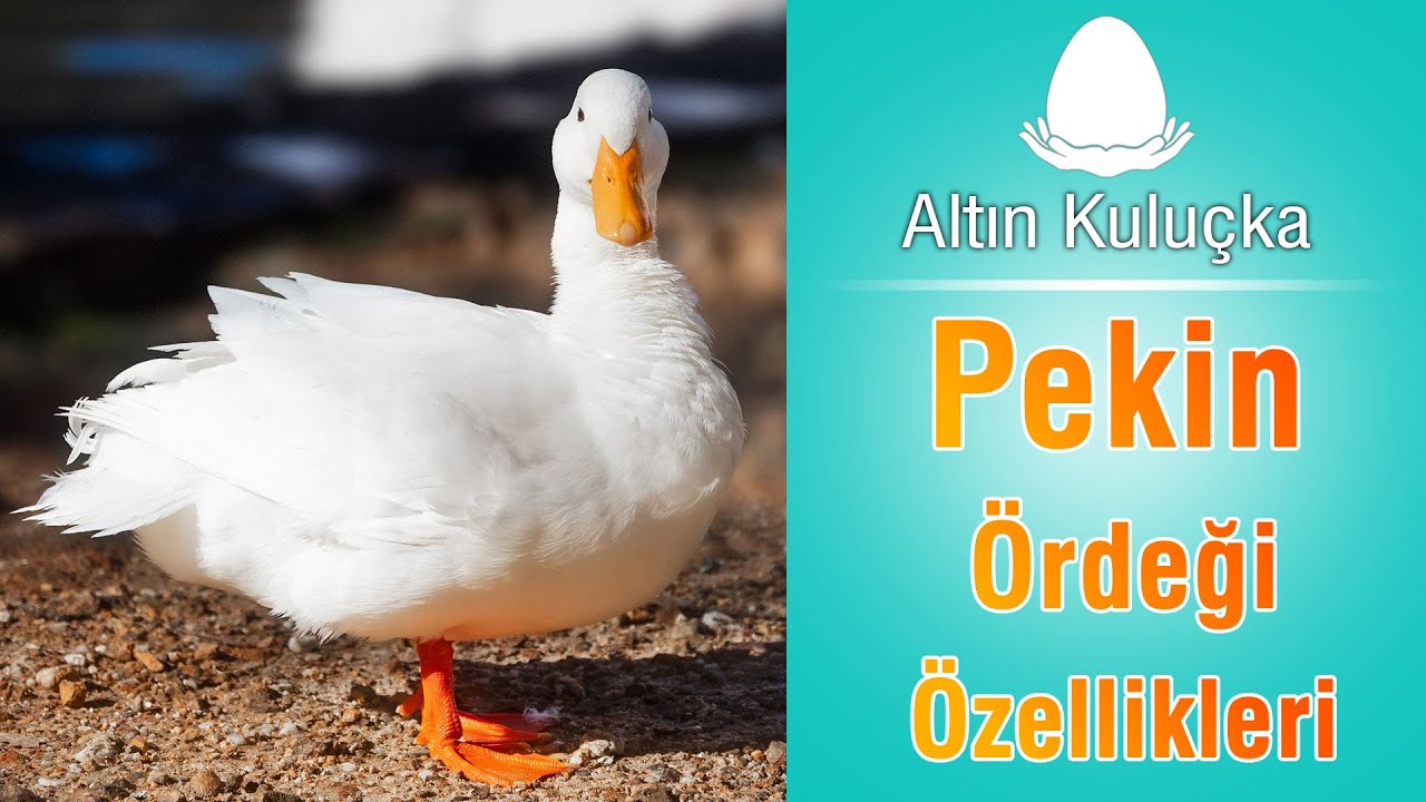 Pekin Ördeği Özellikleri ve verimi | Ördek yetiştiriciliği