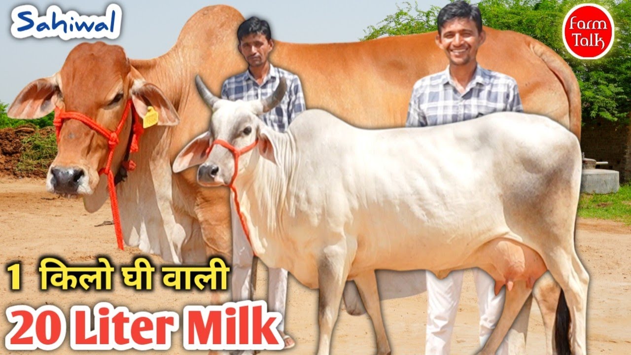 20 लीटर दूध 1 किलो घी वाली गाय ✨ Super Tharparkar Sahiwal Rathi Cow 👉 Cow Farm Talk 