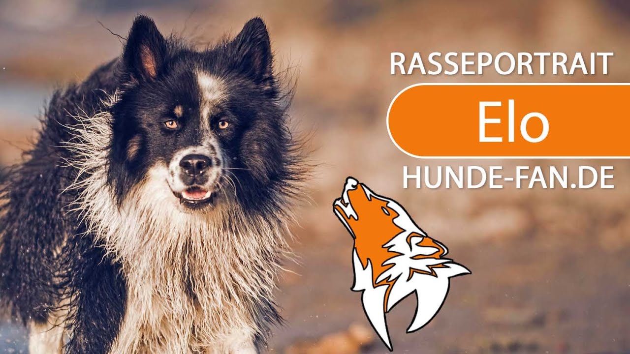 ► Elo Hund [2018] Rasse, Aussehen & Charakter