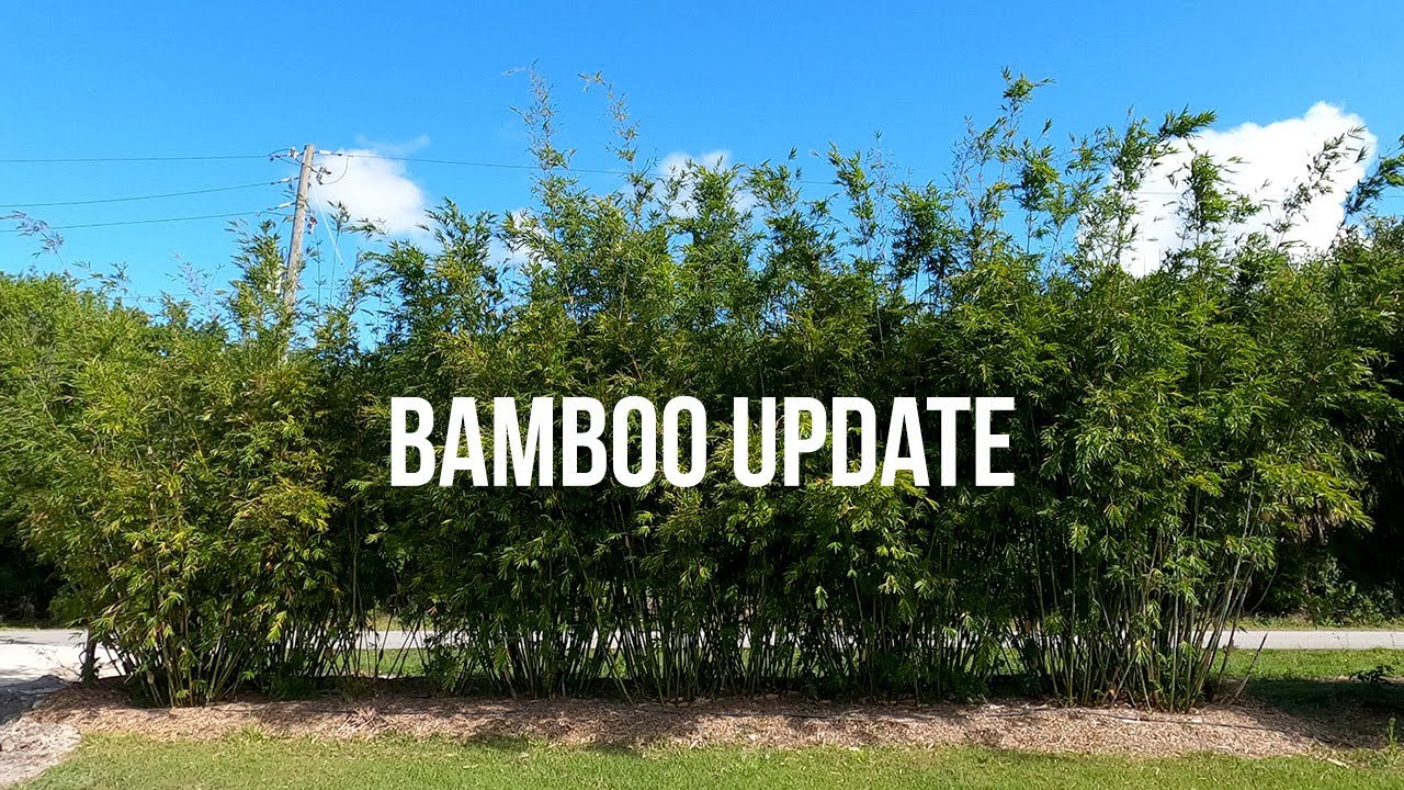 5 Years Later: Bamboo Update #SouthwestFlorida
