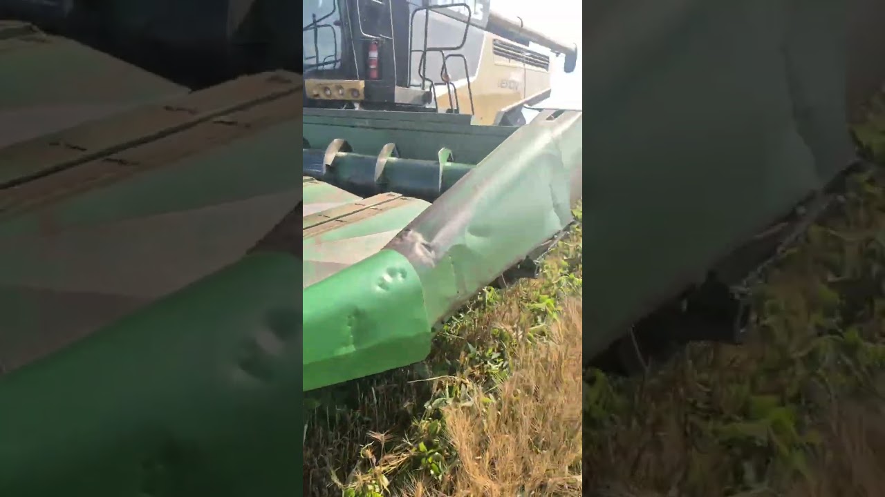 Interplanting wheat with soybeans